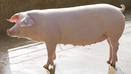 Nutritional solutions for increasing the productive life of the hyper-prolific breeding sow