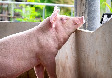 Swine