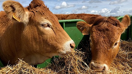 Nutritional and genetic adjustments in the Aberdeen Angus breed under production conditions in Spain (