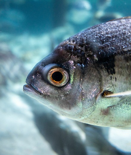 Aquaculture