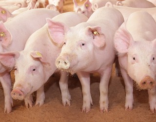 Swine